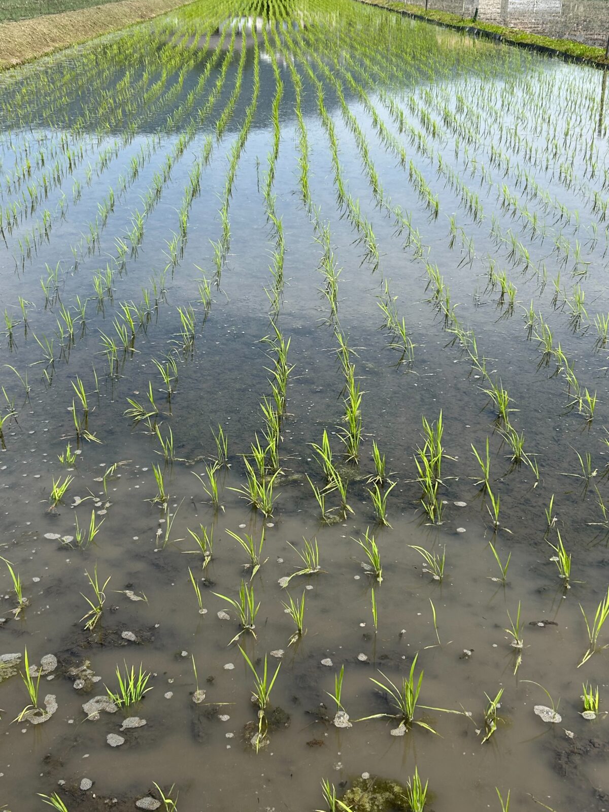 田植えの季節