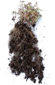 保水剤を使用した植物の根