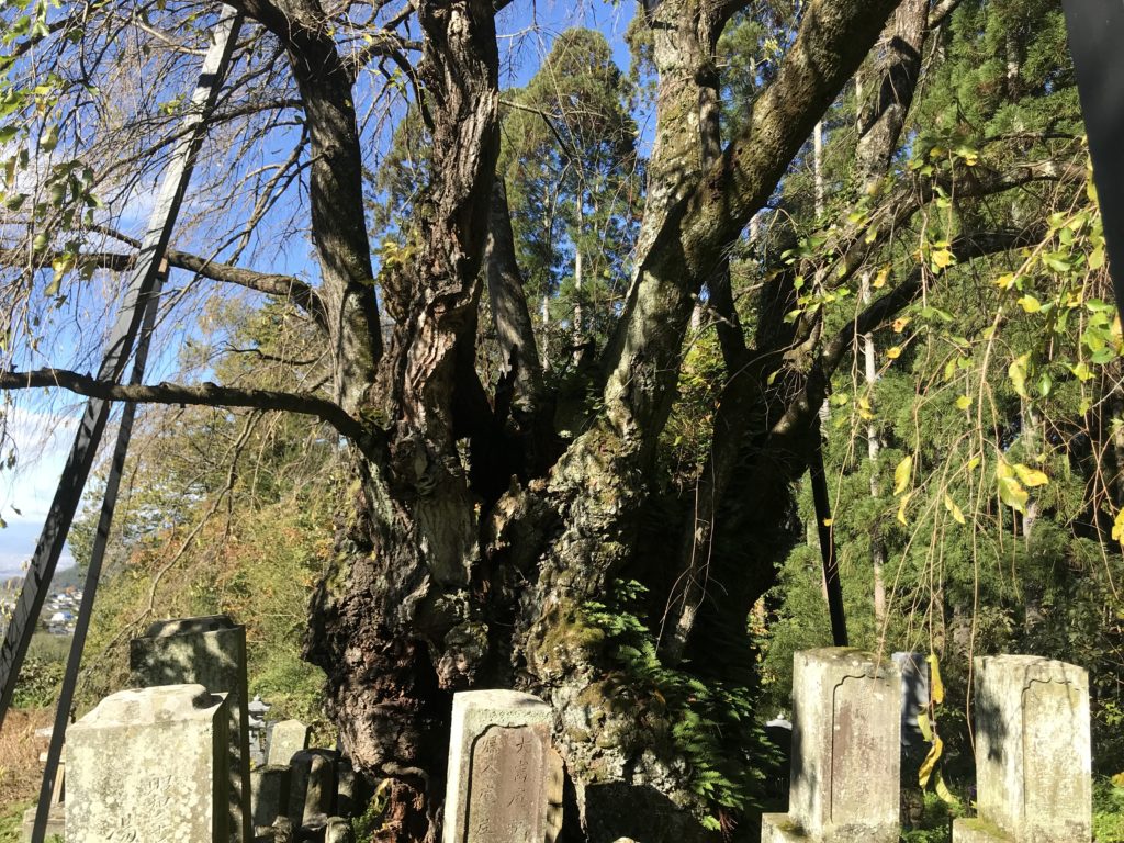 高山村　坪井のしだれ桜