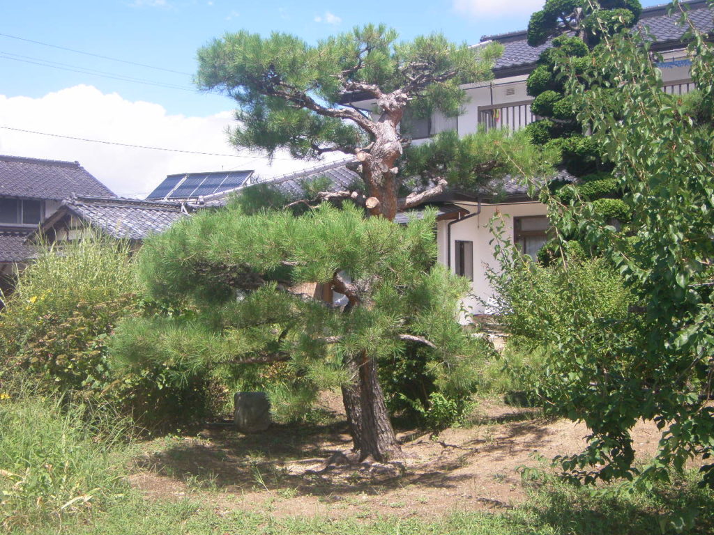 菌根菌治療後のアカマツ