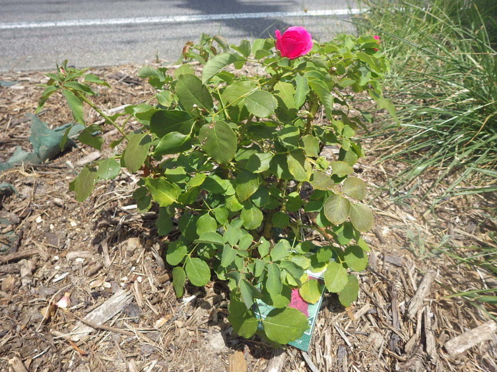 植え付けたバラ