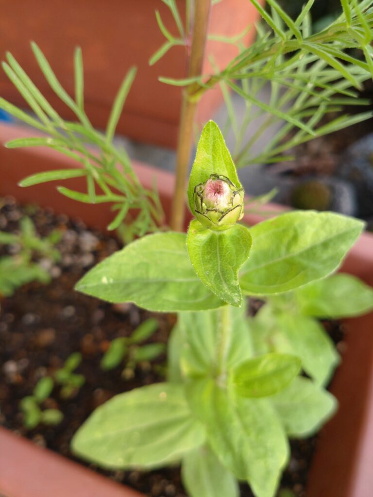 6.19　ヒャクニチソウつぼみ