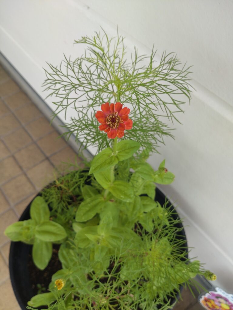 6.24　ヒャクニチソウ