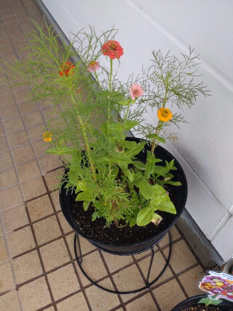 6.30　ヒャクニチソウ