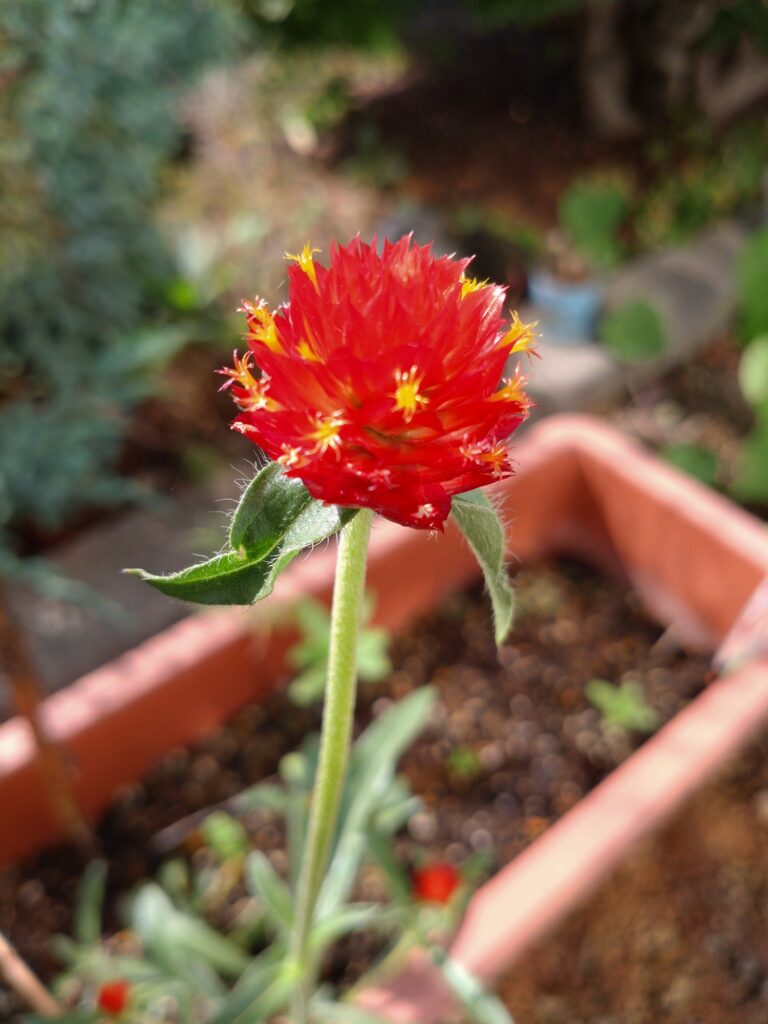 10.17　センニチコウ