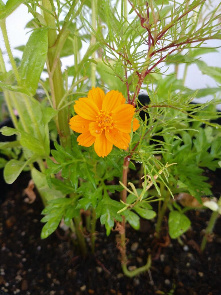 7.02　キバナコスモス