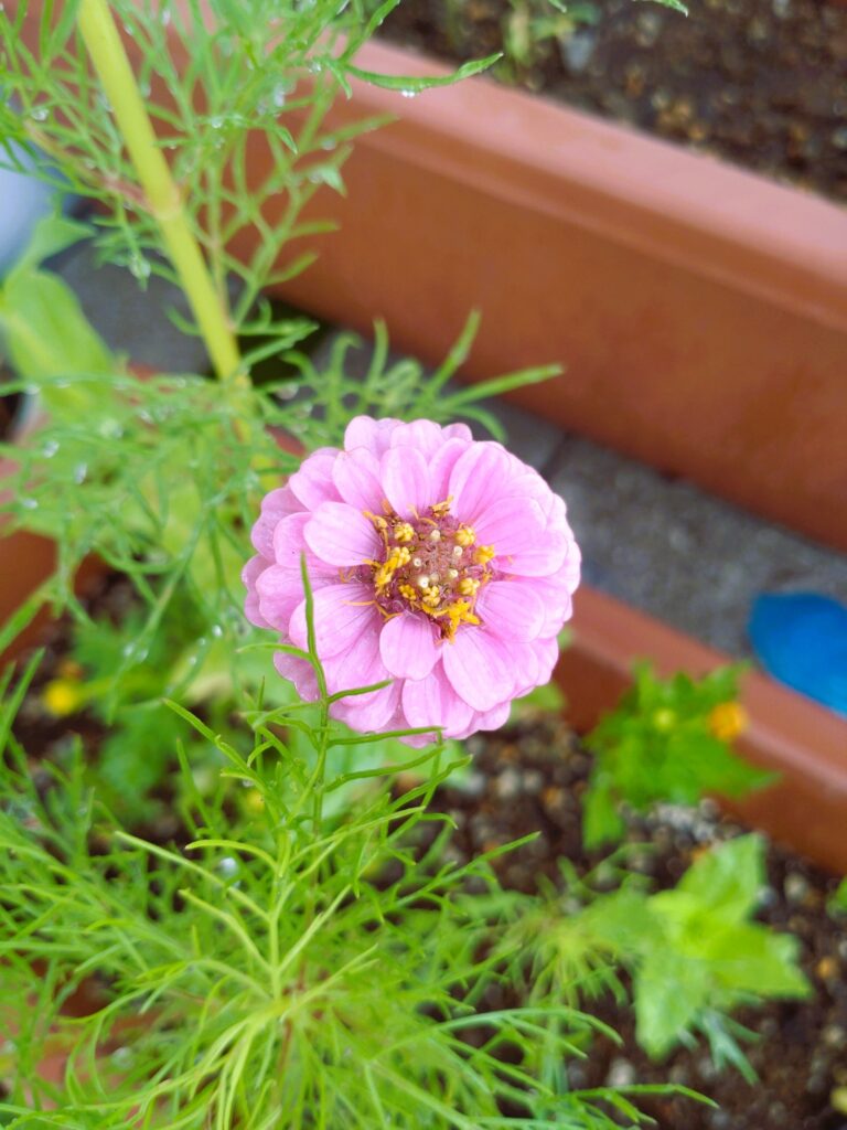 7.02　ヒャクニチソウ